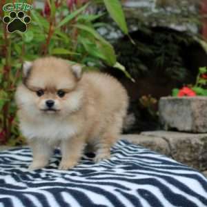 Tessa, Pomeranian Puppy